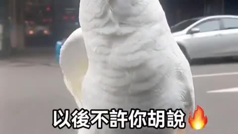 我才不是只會哇哇哇啊啊啊！我才華可多著呢！ #鸚鵡 #pets