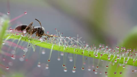 Ant trapped in a carnivorous sundew plant,