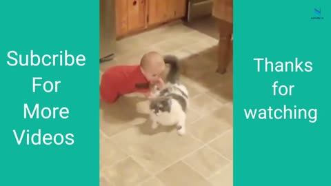 Top Funny Cats Videos No Laugh Challenge #cat #pet #Animals #funny