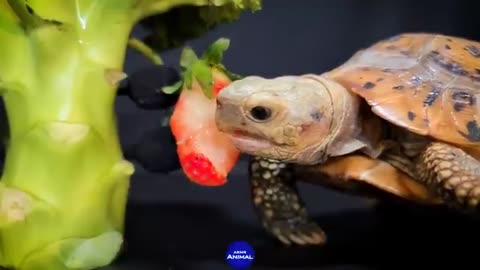 ASMR MUKBANG | Turtle Tortoise Eating Strawberry 🐢119 Mobish97