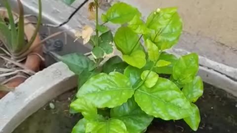 Money Plant, (Green) - Plant