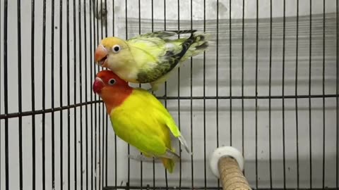 Beautiful lovebirds opaline pairs ❤️