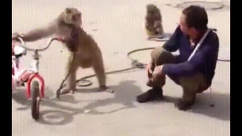 Funniest Monkey - cute and funny monkey videos (Copyright Free) Full HD