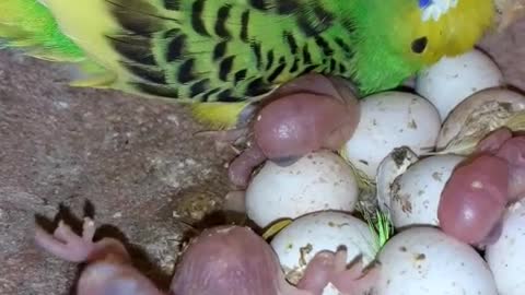 AUSTRALIAN BEAUTIFUL MAMA PARROT VIDEO