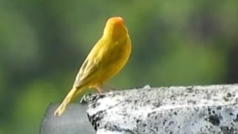 Canary Singing