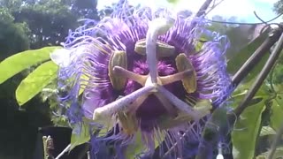 Linda passiflora roxa no jardim botânico, é a flor do maracujá! [Nature & Animals]