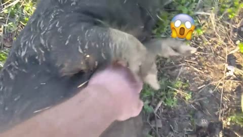 Drunk Pig Rolls Down A Hill