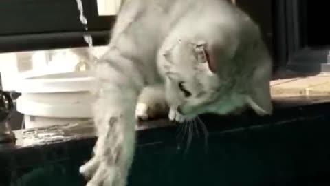 El mejor video de gatos más divertidos