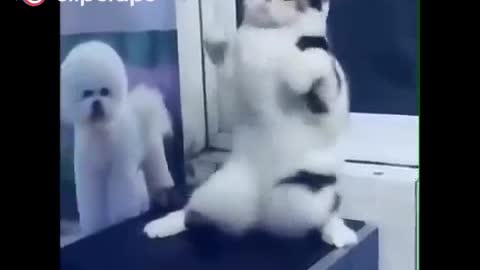 belly dance cat