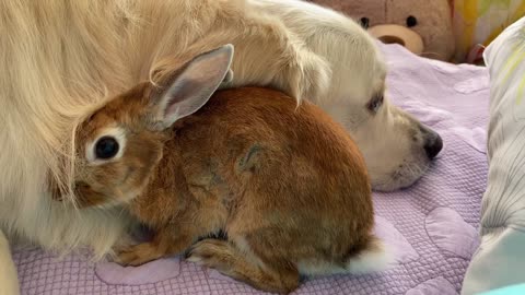 Amazing Love Between Dog and Rabbit - Cutest Video Ever