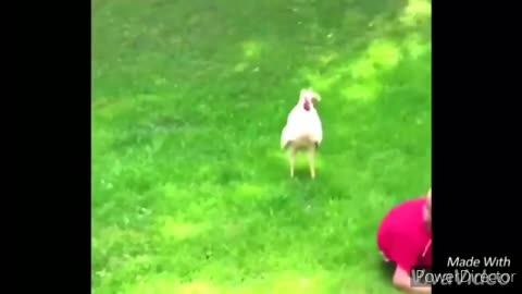 Funny roosters and chicks Funny video compilation