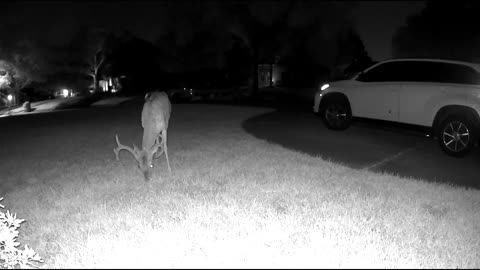 (77min) Relaxing video of Whitetail deer in my Cypress TX neighborhood