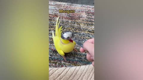 Cute And Smart Talking Parrots Videos Compilation | Must Watch!!