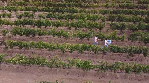 In vendemmia _ Barone Sergio