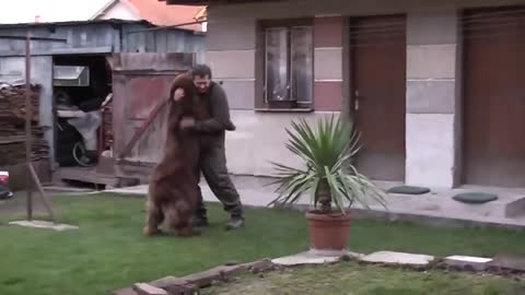 Newfoundland Dog brown,Teddy vom Riforberg,Bear of Geletsland #Viralfunnychannel