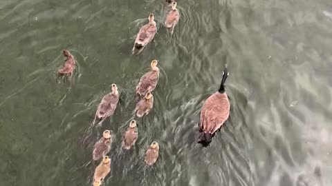 Goslings Go On Parade