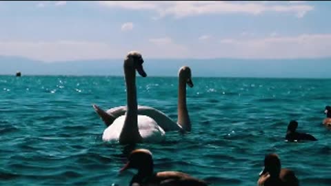 swan with chicks