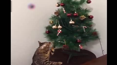 Naughty cat with a Christmas tree