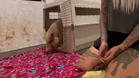 Rescued Mama Pig & Baby Piglet Talking to Each Other