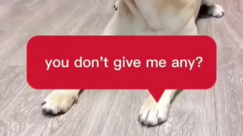 Adorable Dog's Sneaky Snack: Owner Drops Food Without Noticing!