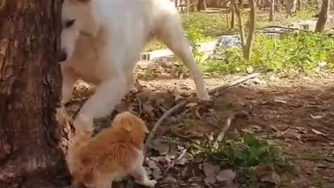 Atlas Playing with the cat