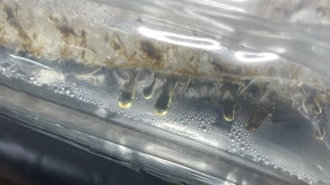 Mushroom Contamination - Bacillus (Wetspot) and Trichoderma (Green Mold)