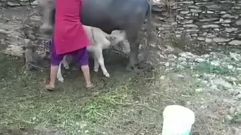 child buffalo (babybuffalo)