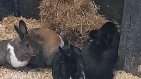 Rabbits huddle together for dinner