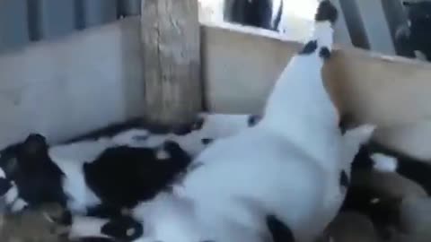 Goats trying to climb over a wooden board