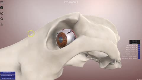 Canine eye extrinsic musculature - 3D Veterinary Anatomy, IVALA