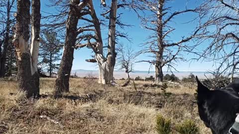 A moment of serenity, Government gully road, Mountain bow National Forest Wyoming