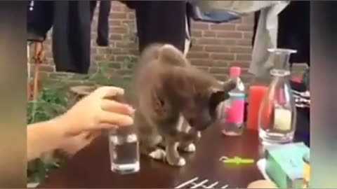 OMG So Cute Cats ❤ Best funny cat videos 2021