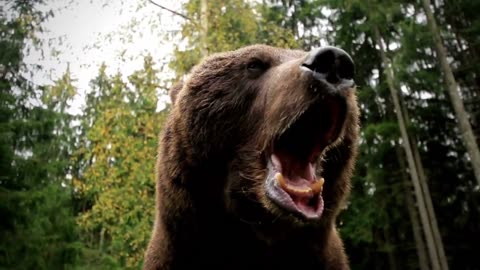 5 Facts YOU DIDN'T KNOW about BEARS