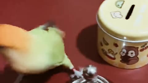 Wow -- Very Cool _ Smart Little Bird _ Smart Parrots Video _