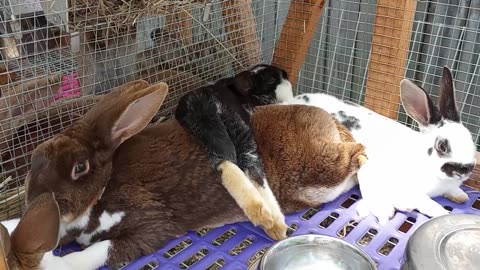 Hot Lounging Rabbits