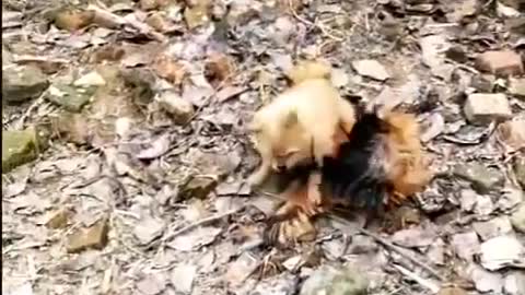 Chicken vs dog fight