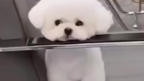 Funny Cute Pomeranian puppy videos -2021 | cute overloaded 😍|funny puppy Reaction