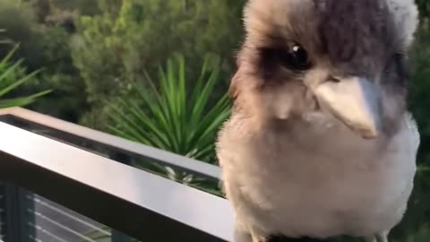 Adorable Baby Kookaburra Demonstrates its Signature Laugh