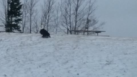 Eagle Flies Away with Cat