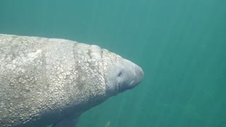 Preserve & Protect Florida Manatee