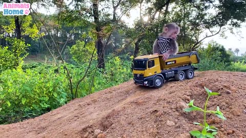 Farmer BiBi takes ducklings to pick fruit