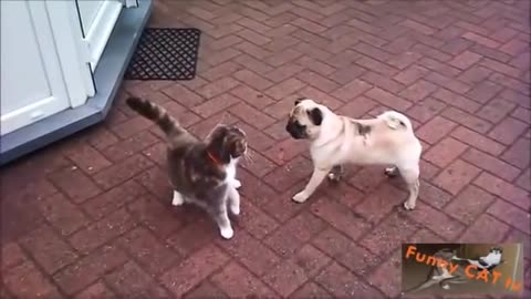 Cats and Dogs Meeting Each other For The First Time