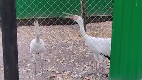 White long neck heron birds making funny sounds