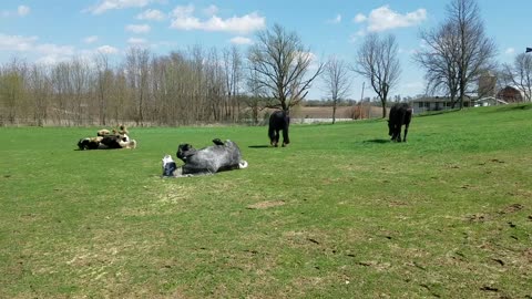 Friesdale horses get a bath and then they roll