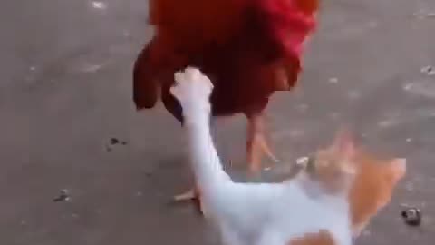 Cat & hen fighting funny video🤣🤣