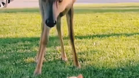 Unlikely Friends: Cat and Deer Share a Special Moment"