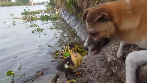 Cheerful communication of dog and duck