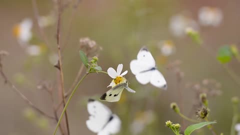 White Butterfly on the white flowers