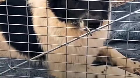 Guy spots a stray dog outside a gas station and follows her into the desert for days