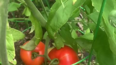 Wife vs hornworm (Long)